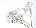Gyp - Baby Breath