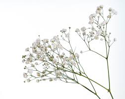 Gyp - Baby Breath
