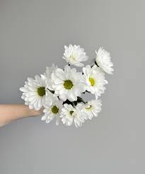 Daisy Poms