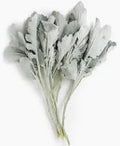 Dusty Miller