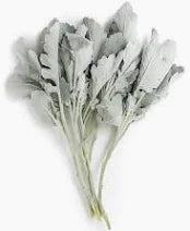 Dusty Miller