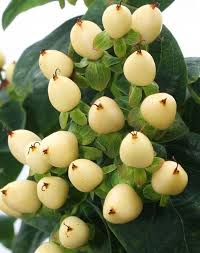 Hyp Berries