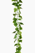 Ivy