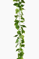 Ivy