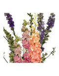 Larkspur