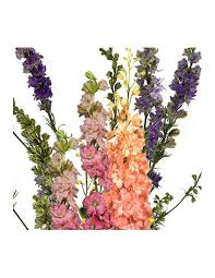 Larkspur