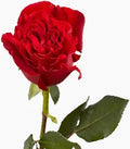 Red Heart Rose- 50cm