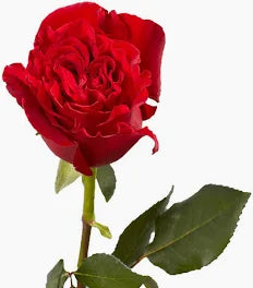 Red Heart Rose- 50cm