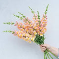 Snap Dragon