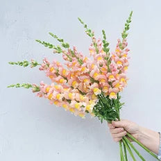 Snap Dragon