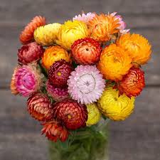 Straw Flower