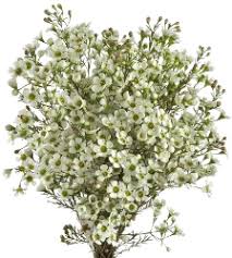 Wax Flower